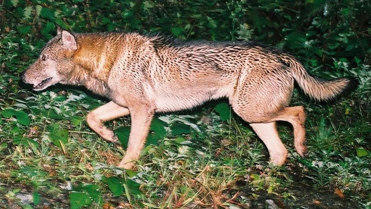 'Sói ma' Nhật bản có thể vẫn còn tồn tại: Bằng chứng hình ảnh và âm thanh thắp sáng hy vọng cho loài thú săn mồi đỉnh cao đã tuyệt chủng- Ảnh 1.