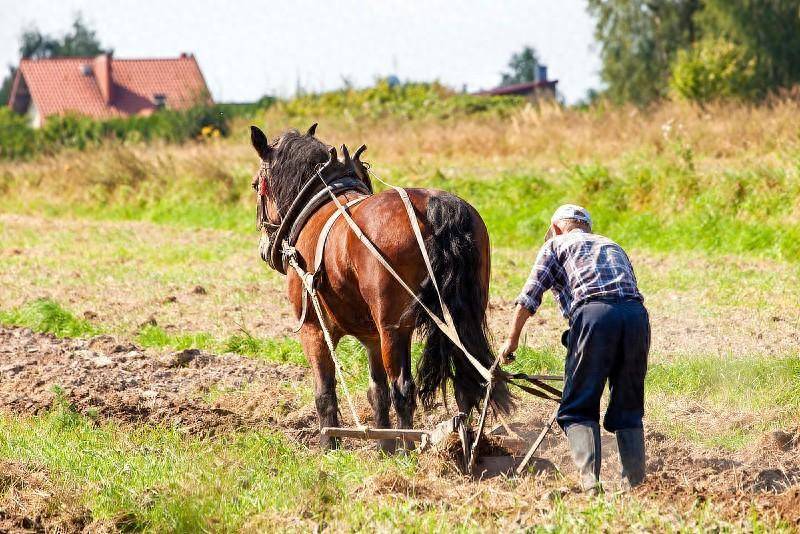 Vì sao châu Âu thích cày xới đất bằng ngựa, trong khi chúng ta cày xới nó bằng trâu bò?- Ảnh 1.