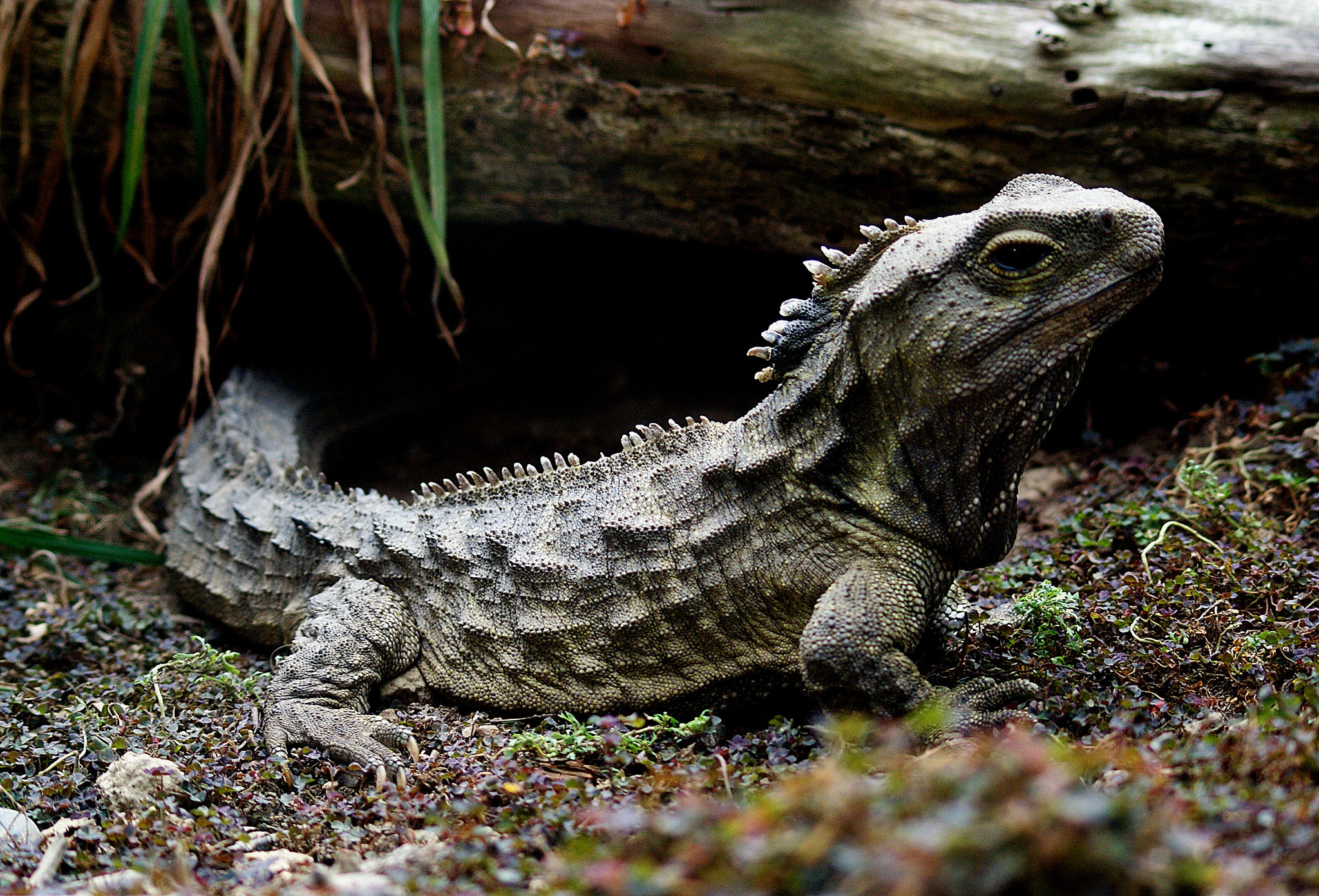 Bí ẩn về loài Tuatara: Chứng nhân sống sót từ thời kỳ khủng long sở hữu 'con mắt thứ ba'- Ảnh 4.