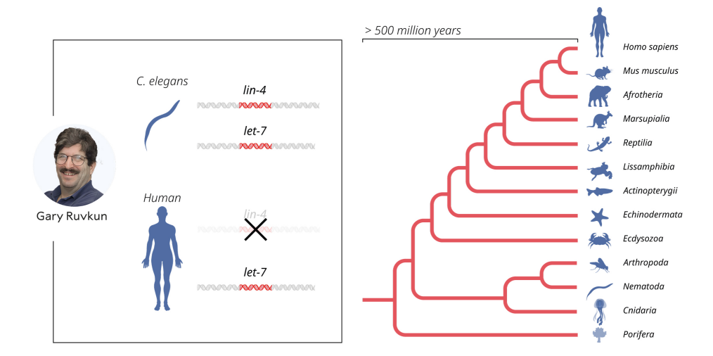 Hai nhà khoa học giành giải Nobel Y học 2024 vì khám phá ra microRNA- Ảnh 4.