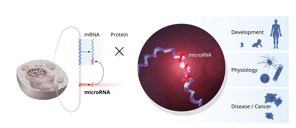 Hai nhà khoa học giành giải Nobel Y học 2024 vì khám phá ra microRNA- Ảnh 5.