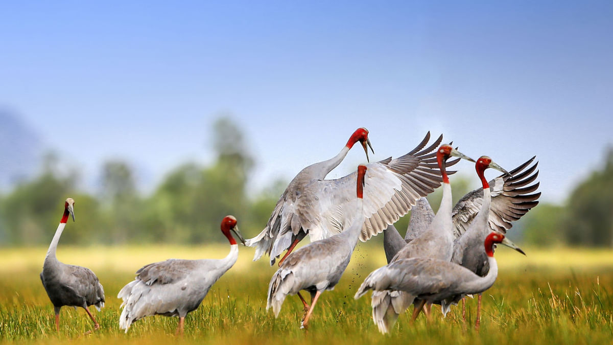 Sếu Sarus: Loài chim biết bay 'cao lớn' nhất hành tinh- Ảnh 4.