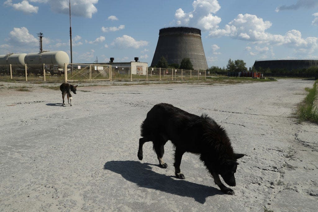 Tại sao những con chó tại Chernobyl trải qua quá trình tiến hóa vô cùng nhanh chóng?- Ảnh 1.