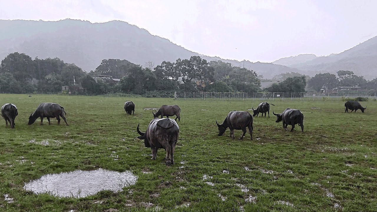 Nghiên cứu cho thấy trâu nước sống rất tình cảm, thích kết bạn mà không quan trọng tầng lớp địa vị, chỉ cần hợp tính là sẽ chơi- Ảnh 2.