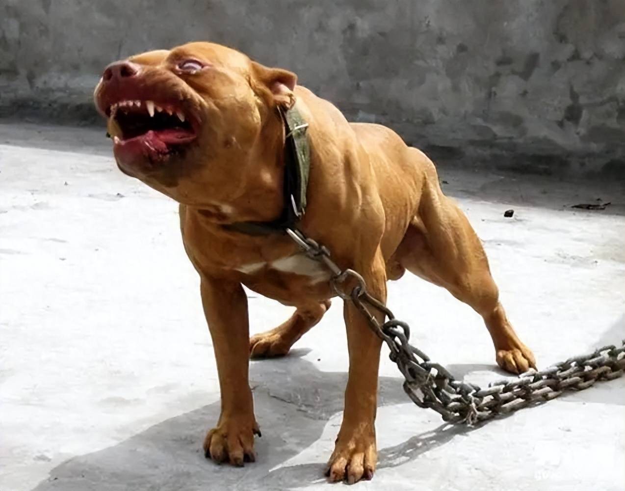 Chó ngao Tây Tạng, chó Pitbull và linh cẩu châu Phi, hiệu quả chiến đấu của ba loài động vật được xếp hạng như thế nào?- Ảnh 1.