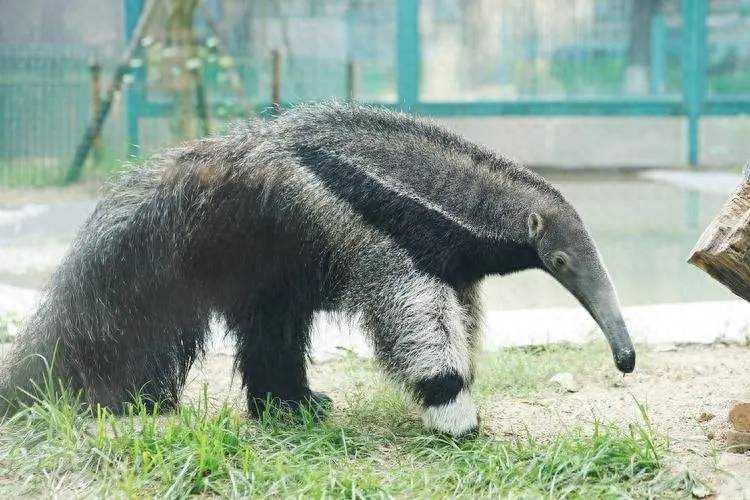 Cũng là một bậc thầy về tiêu diệt kiến, tại sao bạn có thể nhìn thấy thú ăn kiến trong vườn thú, nhưng hiếm khi thấy tê tê?- Ảnh 1.