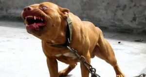 Chó ngao Tây Tạng, chó Pitbull và linh cẩu châu Phi, hiệu quả chiến đấu của ba loài động vật được xếp hạng như thế nào?