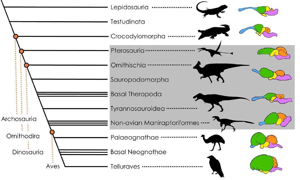 Chúng ta có thể đã sai về T. rex một lần nữa: 'Thông minh như khỉ' hay chỉ là lời đồn?- Ảnh 3.