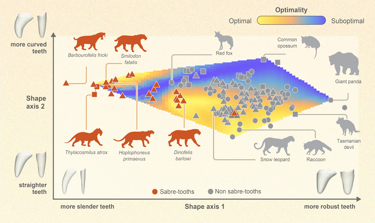 Tại sao những động vật săn mồi thời tiền sử lại sở hữu những chiếc răng nanh dài như răng kiếm?- Ảnh 4.