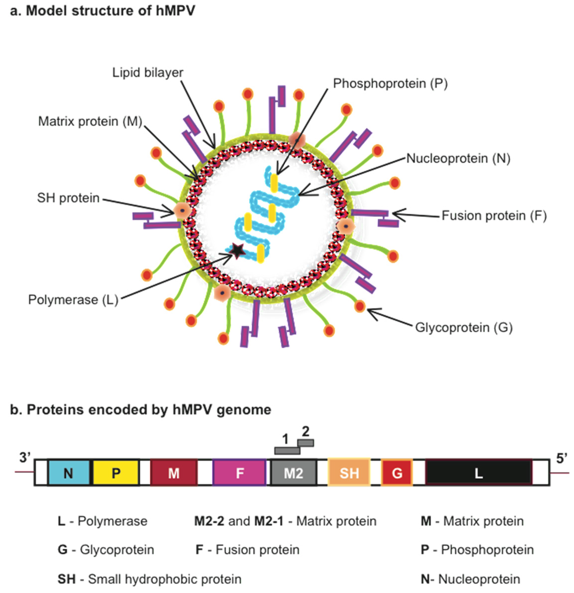 Rộ thông tin về một chủng virus "lạ" giống COVID-19 đang bùng phát ở Trung Quốc: Đây là tất cả những gì chúng ta biết, cho tới thời điểm này- Ảnh 2.