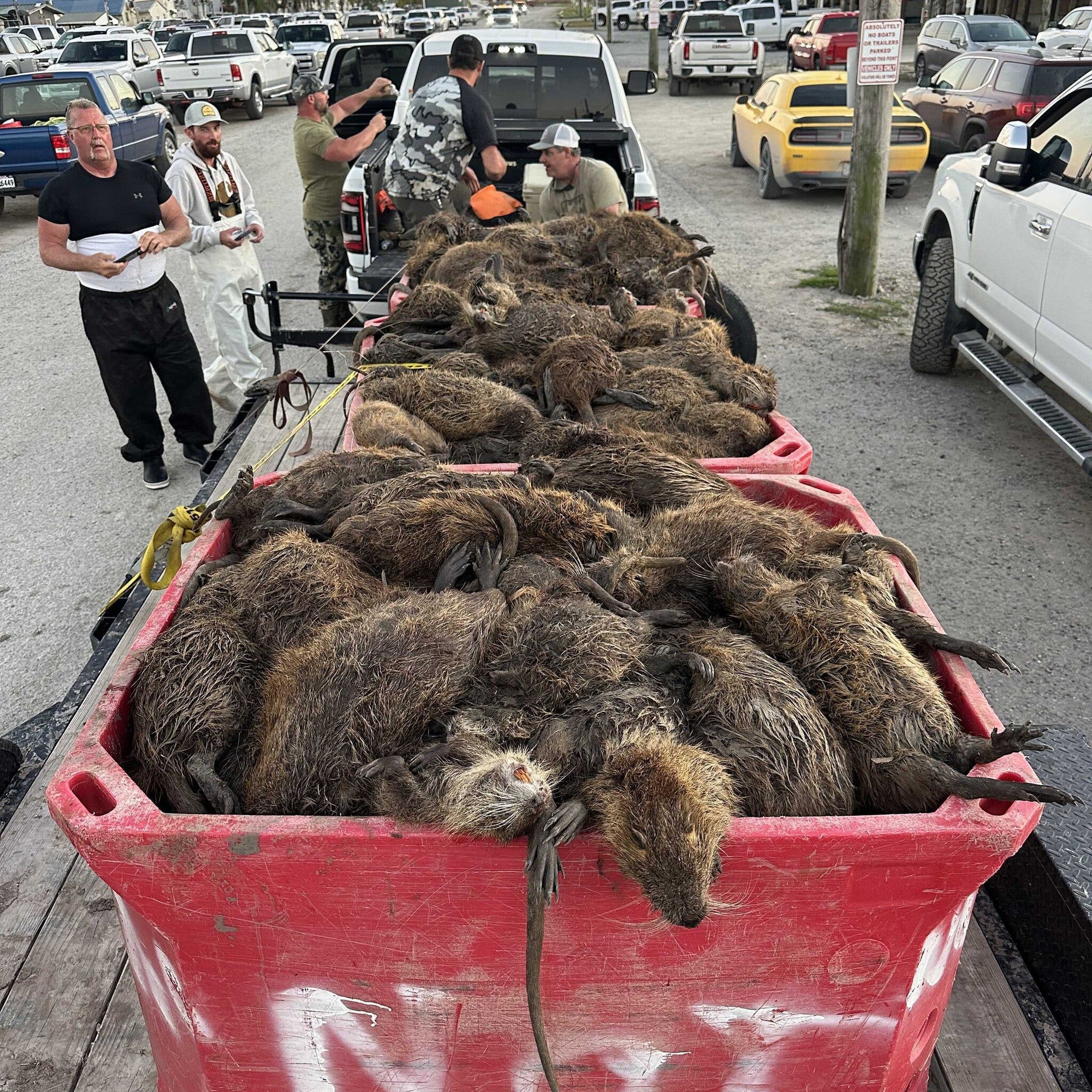 Loài chuột khổng lồ này đang đe dọa nước Mỹ, đến nỗi chính phủ phải "truy nã", thưởng tiền và khuyến khích người dân ăn thịt chúng- Ảnh 16.