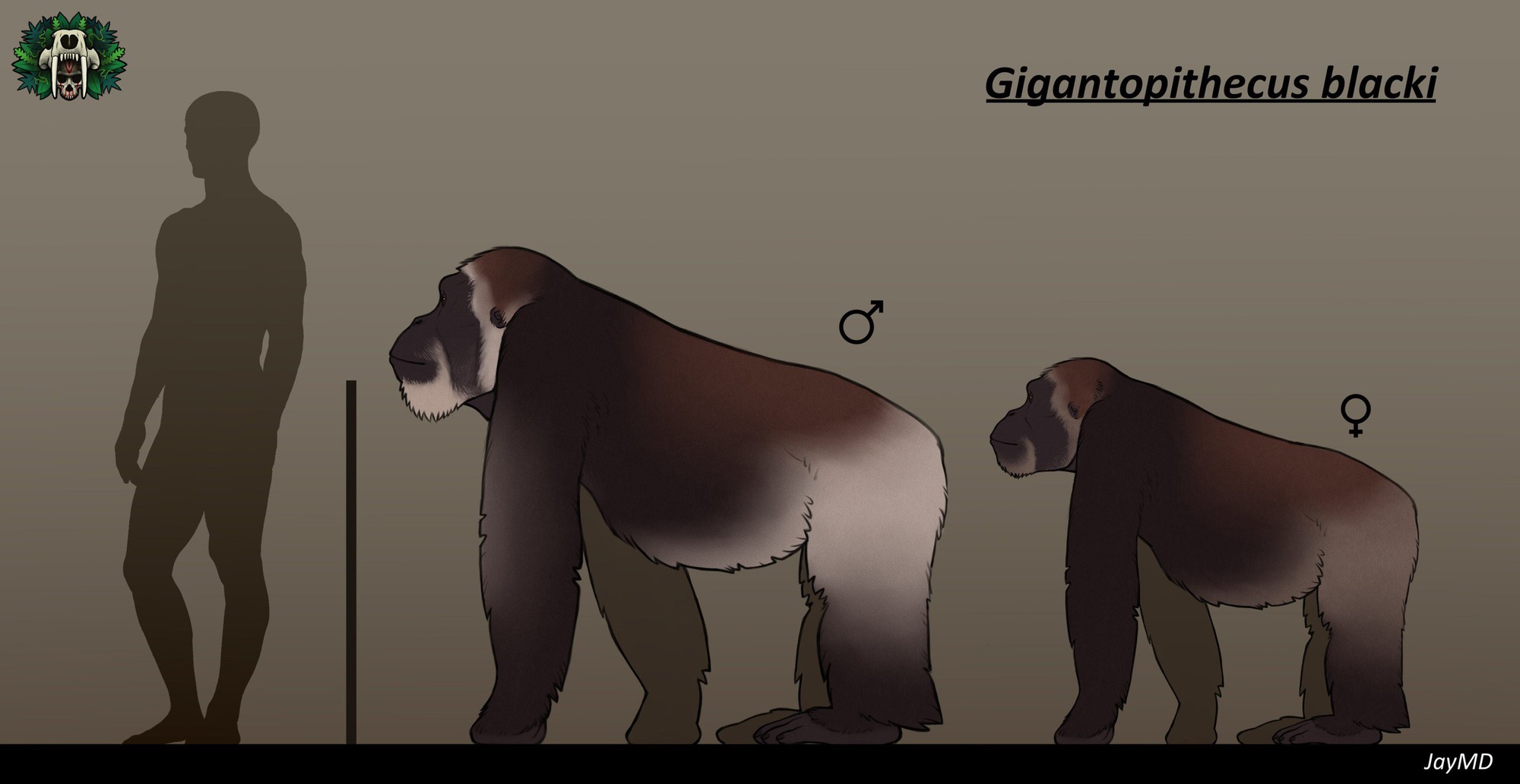 Tại sao Gigantopithecus - loài vượn lớn nhất mọi thời đại từng sinh sống tại Việt Nam lại tuyệt chủng?- Ảnh 1.