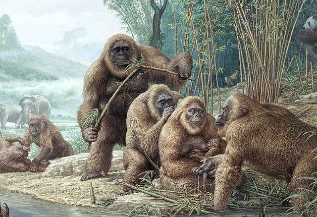Tại sao Gigantopithecus - loài vượn lớn nhất mọi thời đại từng sinh sống tại Việt Nam lại tuyệt chủng?- Ảnh 3.